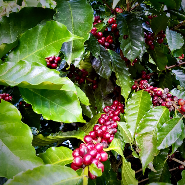 Projekt Kaffee aus Costa Rica NORMAN Kaffeerösterei Dresden Genussgemeinschaft Städter und